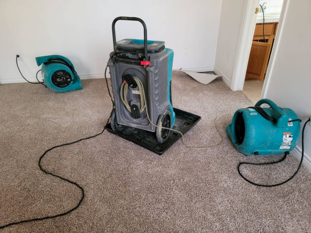 Best Mold removal after water damage  in Glenwood, MN